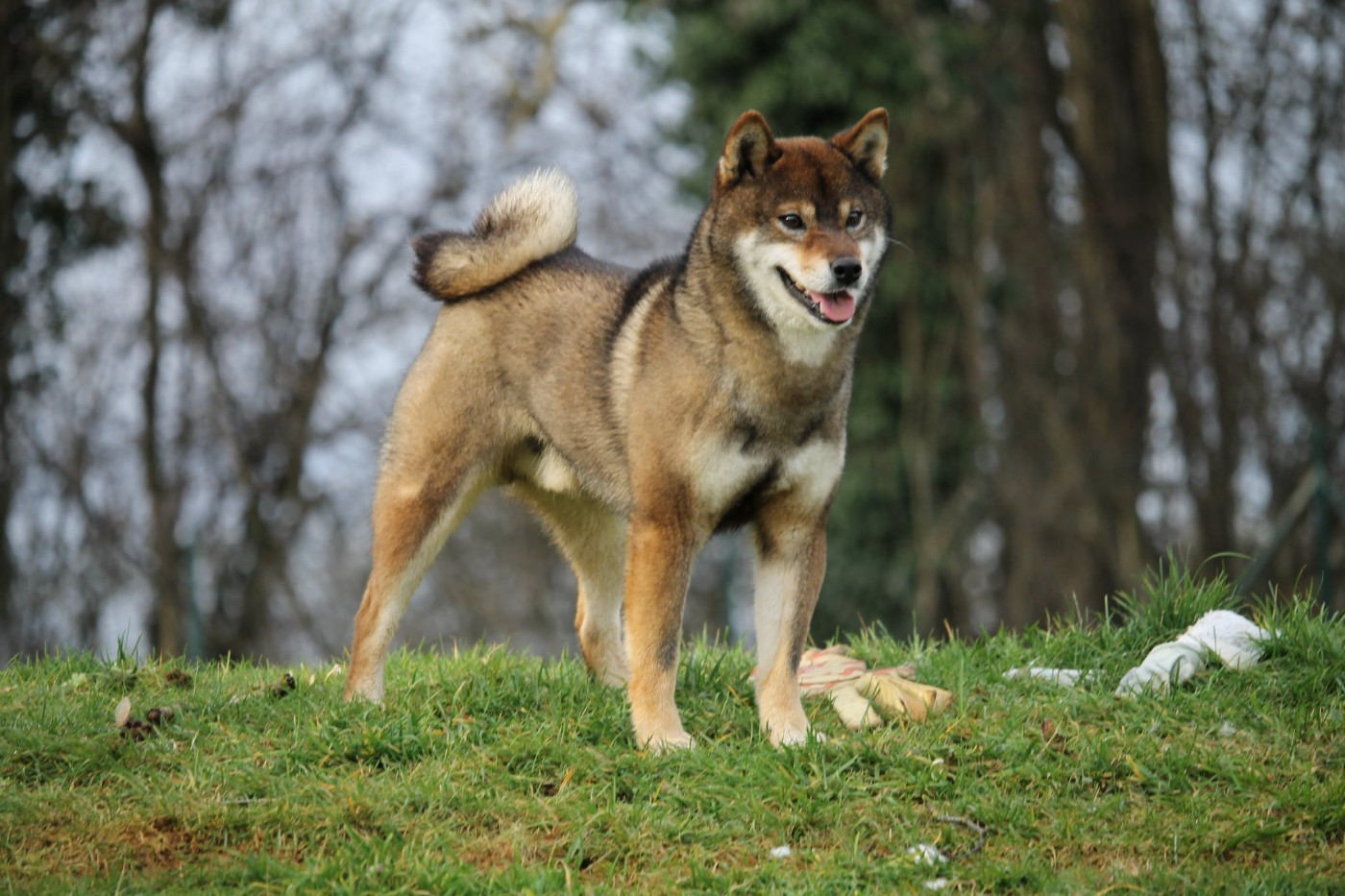 Uka goma oikaze Kitsune No Tani Kensha