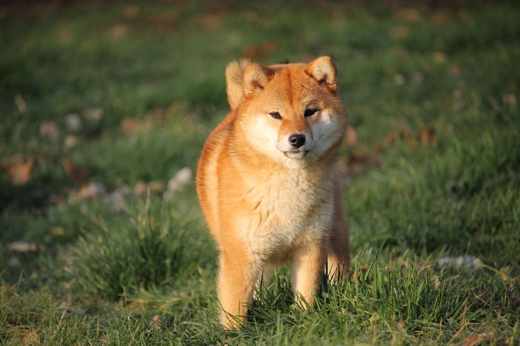 Vulpix no hoji By Kyub'isae