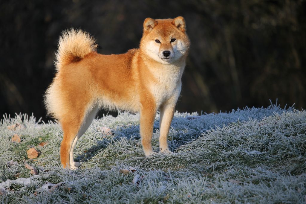 Vulpix no hoji By Kyub'isae