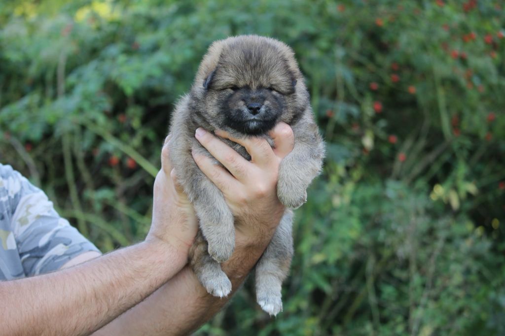 By Kyub'isae - Chiots disponibles - Shiba