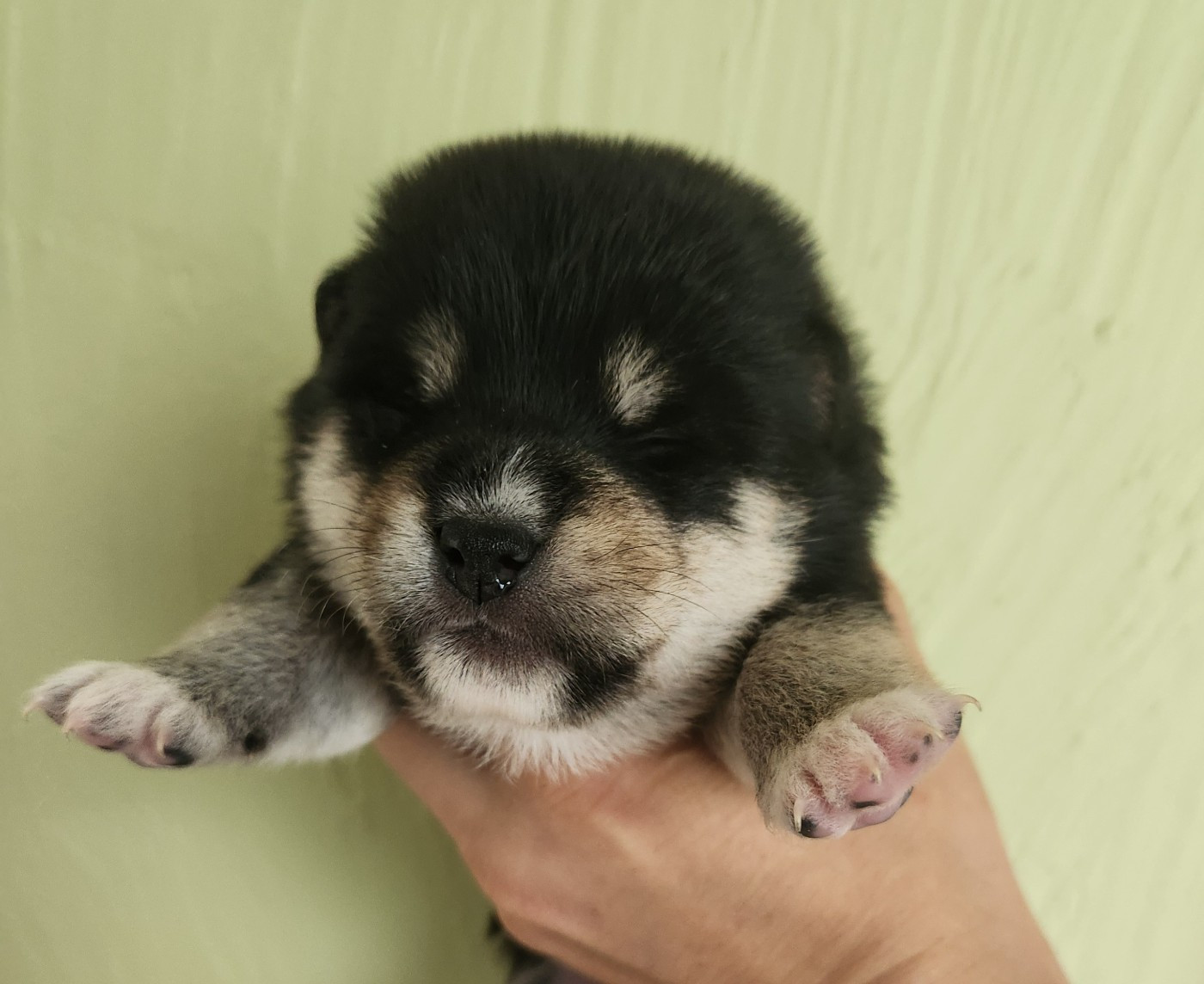 By Kyub'isae - Chiots disponibles - Shiba