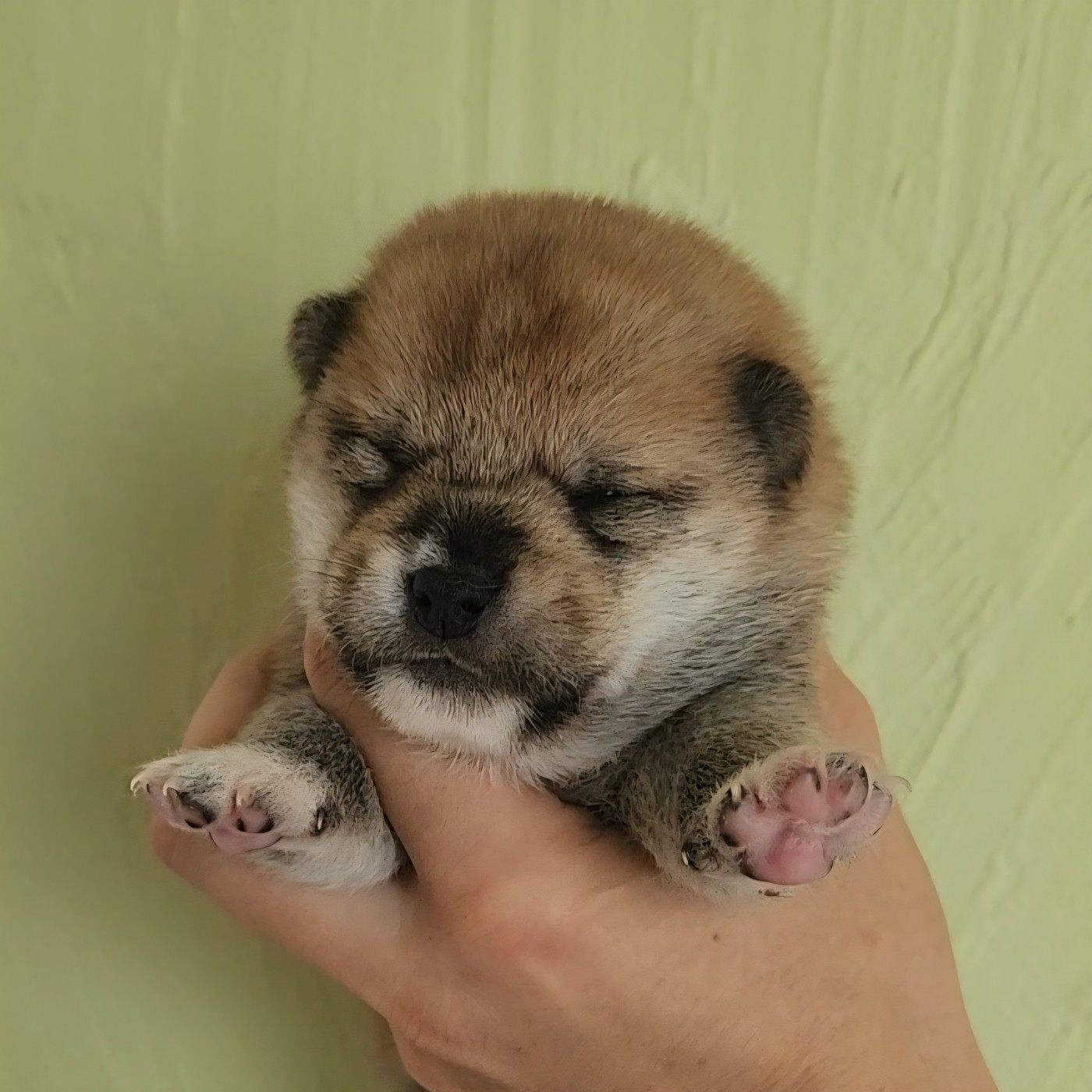 By Kyub'isae - Chiots disponibles - Shiba