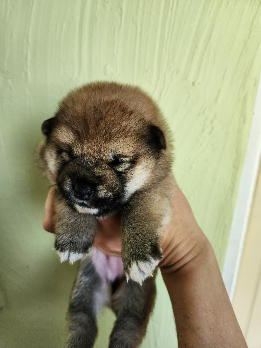 By Kyub'isae - Chiots disponibles - Shiba