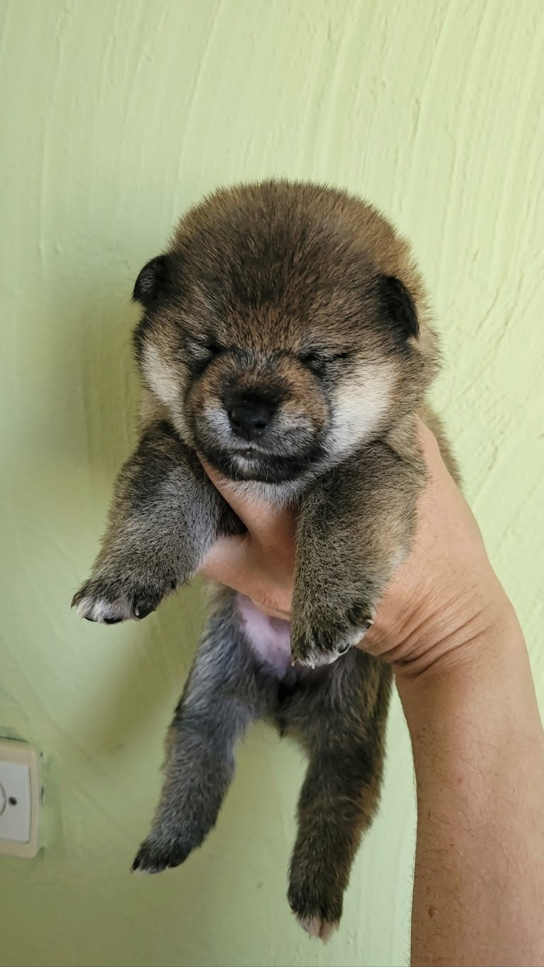By Kyub'isae - Chiots disponibles - Shiba