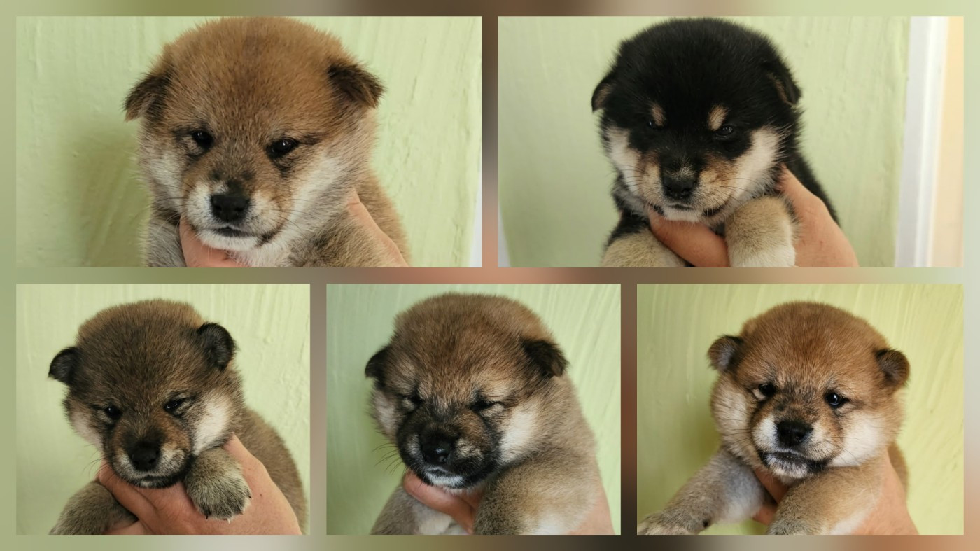 Chiot Shiba By Kyub'isae
