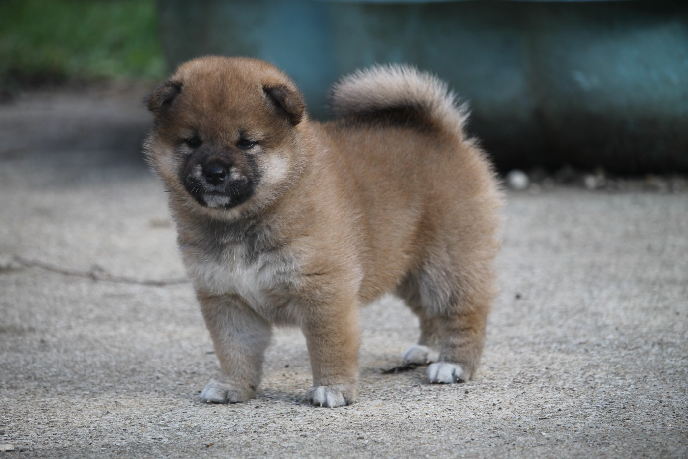 By Kyub'isae - Chiots disponibles - Shiba