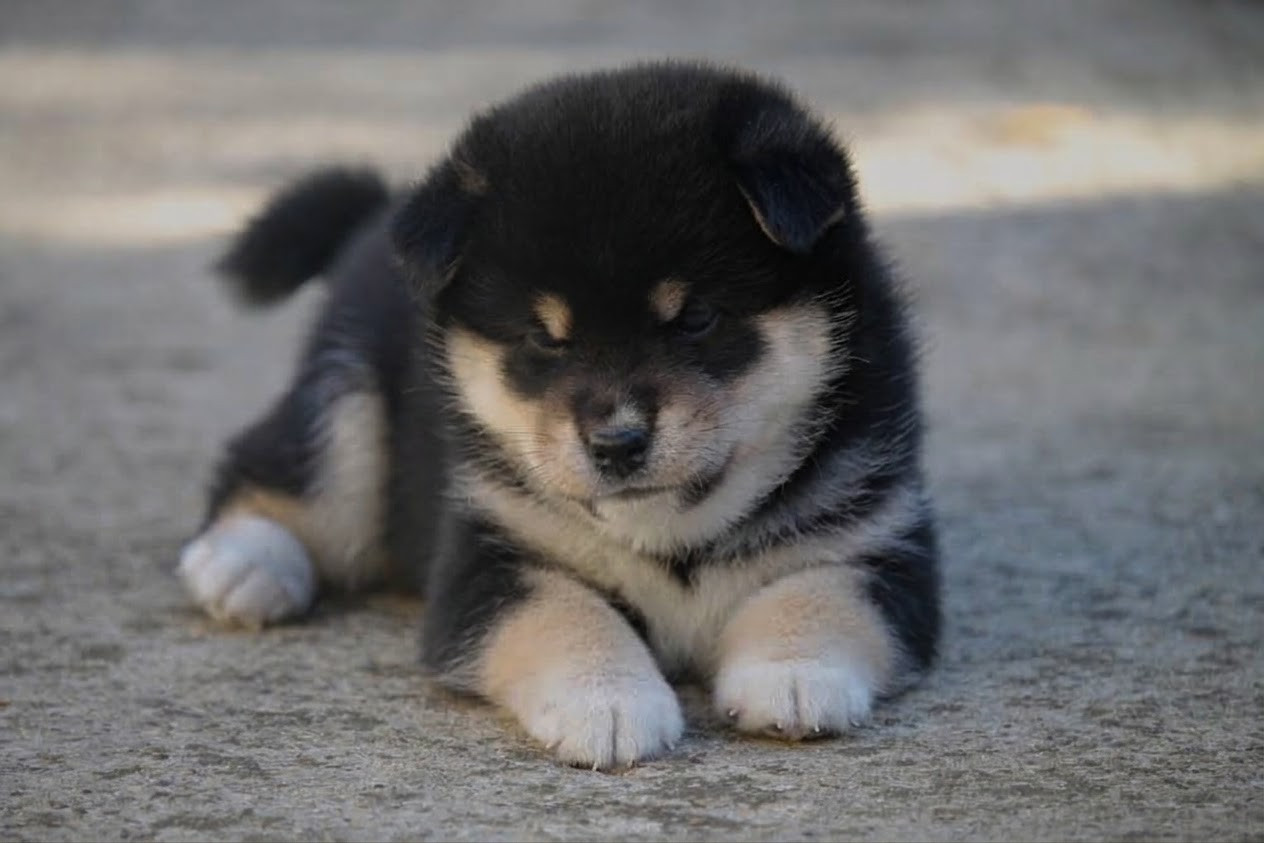 By Kyub'isae - Chiots disponibles - Shiba