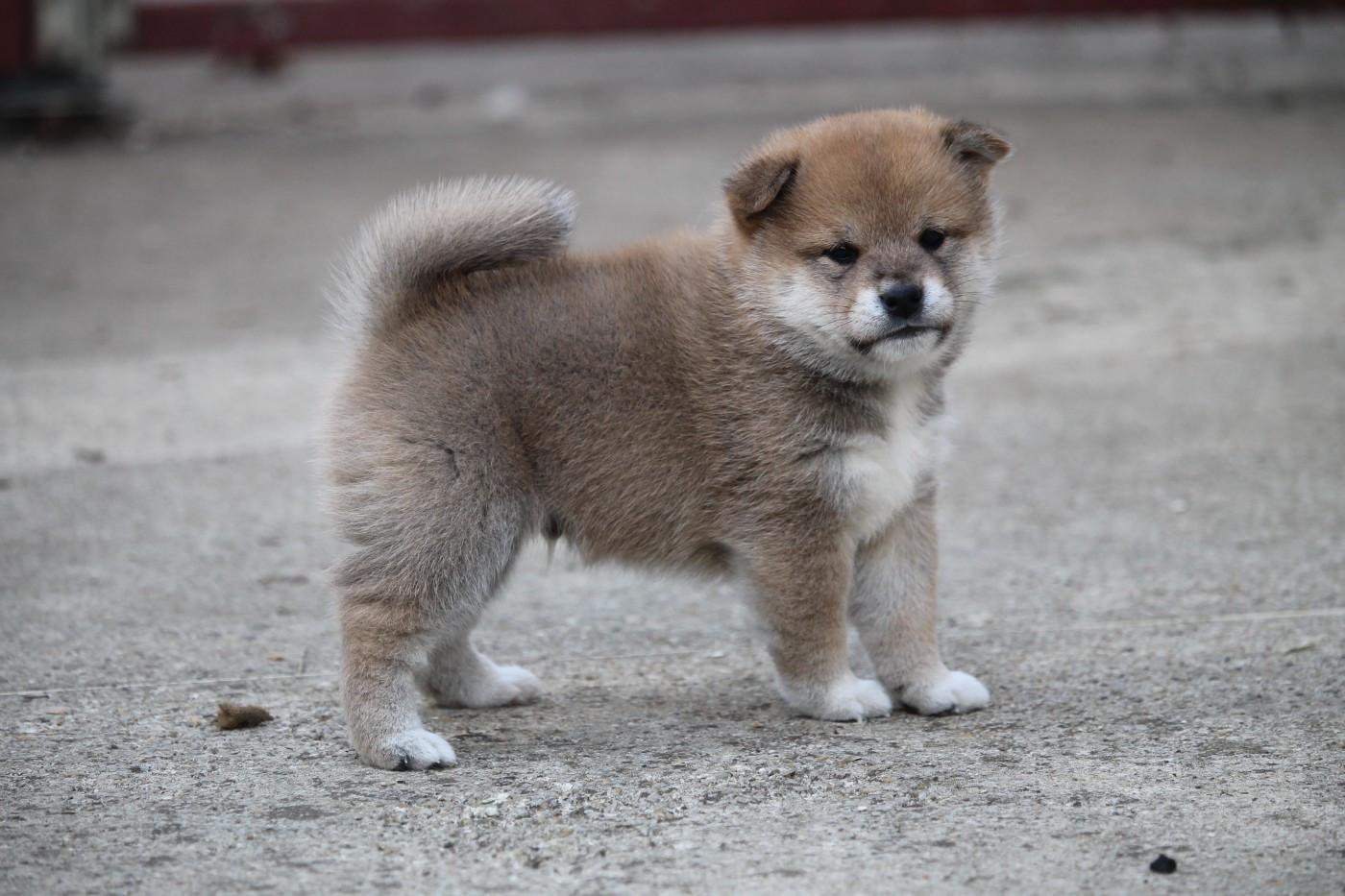 By Kyub'isae - Chiots disponibles - Shiba
