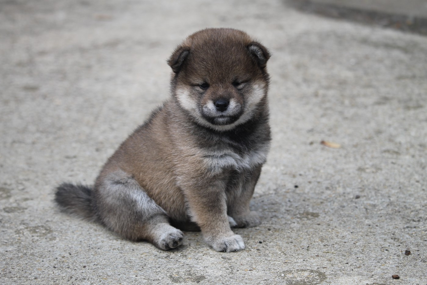 By Kyub'isae - Chiots disponibles - Shiba