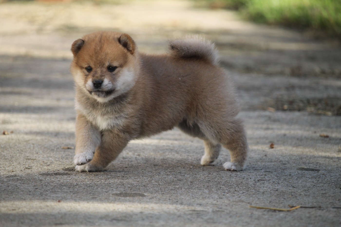 By Kyub'isae - Chiots disponibles - Shiba