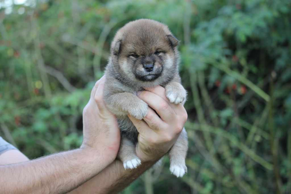 By Kyub'isae - Chiots disponibles - Shiba