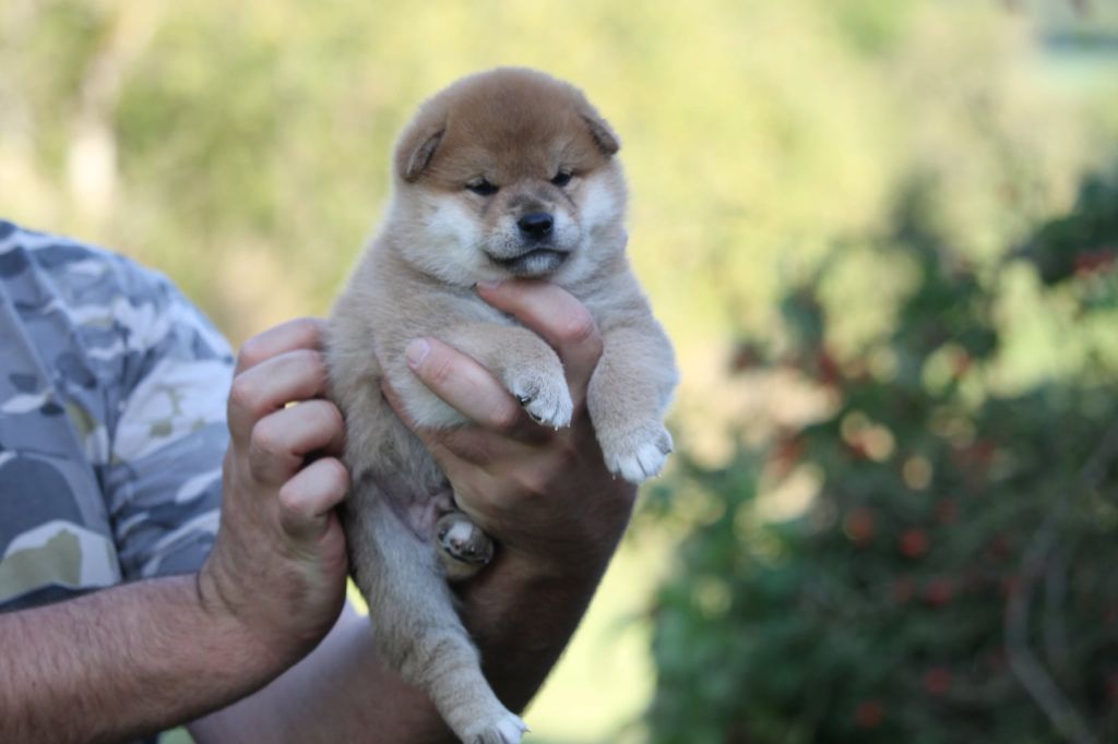 By Kyub'isae - Chiots disponibles - Shiba