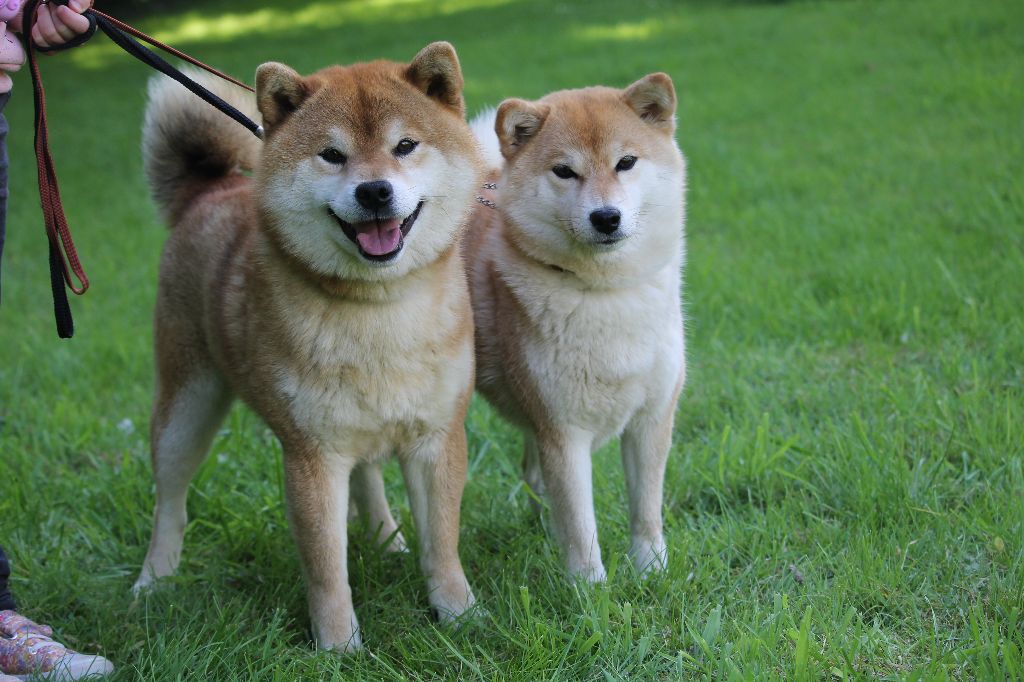By Kyub'isae - Shiba - Portée née le 10/08/2025