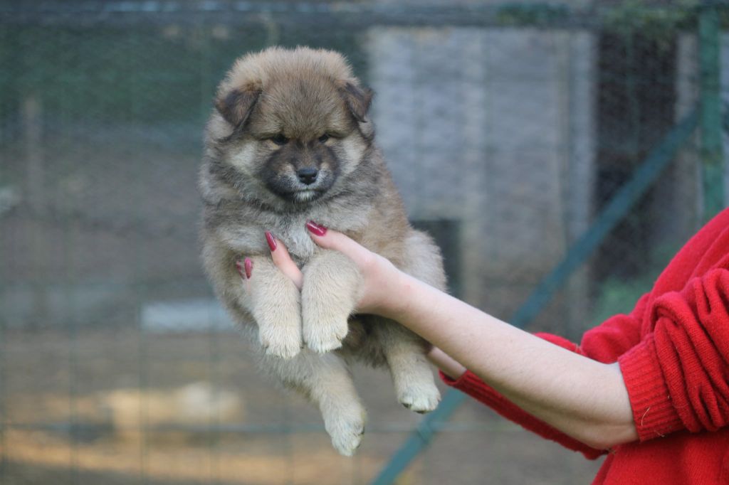 By Kyub'isae - Chiots disponibles - Shiba