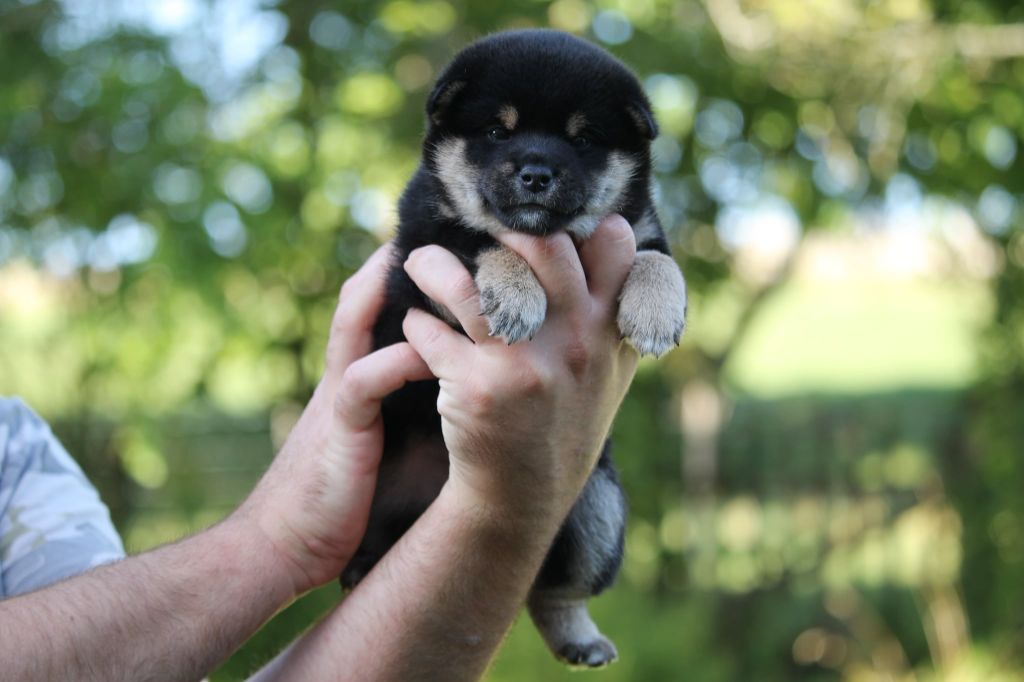 By Kyub'isae - Chiots disponibles - Shiba