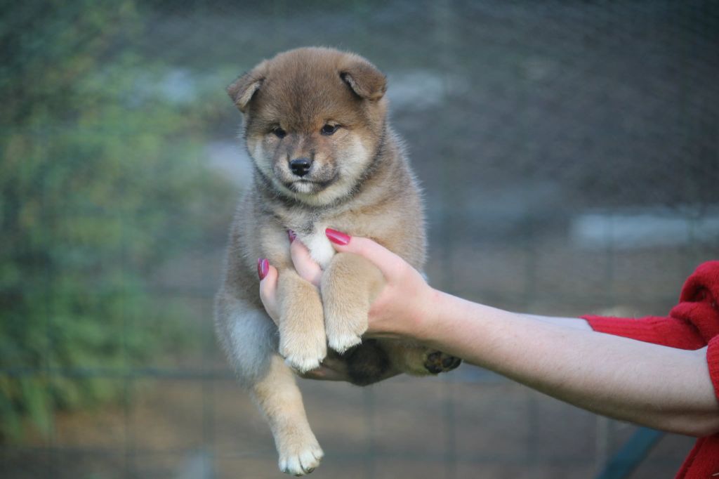 By Kyub'isae - Chiots disponibles - Shiba